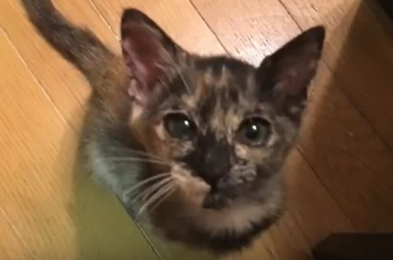 来る前のナッツ